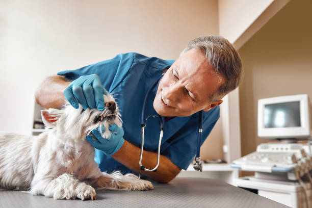 Best Emergency Dentist for Special Needs Patients in Maud, TX
